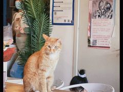 -Cappucimeow猫咪咖啡馆(韦伯时代店)