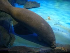 -烟台海昌鲸鲨海洋公园