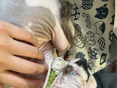 -平行世界·猫咖(首经贸店)