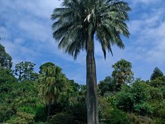 -墨尔本皇家植物园