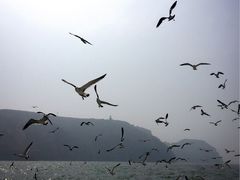 -长岛万鸟岛