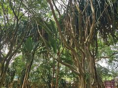 -瑞丽独树成林风景区