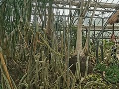 -南山植物园