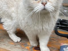 -喵屿·大理花园猫咖