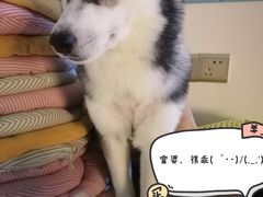 -Husky Go! 哈士奇体验馆·宠物咖啡厅狗咖