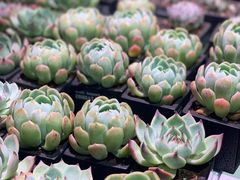 -KKV(深圳宏发大仟里店)