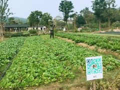 -石塘人家