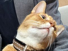 -MOCHA明星猫咖(田子坊店)