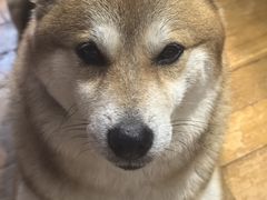 -申普宠物医院·眼科·心内科·影像科(普陀分院)