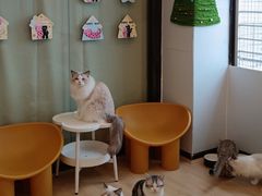 -有喵·猫咖·狗咖·30几只猫10只小狗(岗厦店)