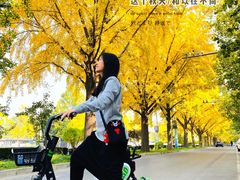 -三里屯东五街银杏大道