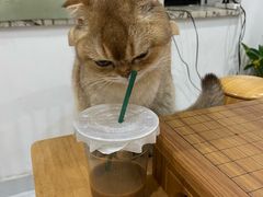 -楼上猫咖(罗湖店)