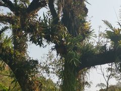 -中国科学院西双版纳热带植物园