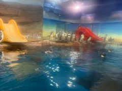 -海合安武汉极地海洋公园
