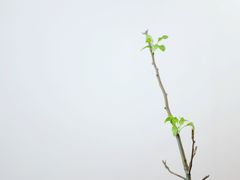 -尤加利咖啡馆
