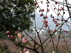 -香雪海
