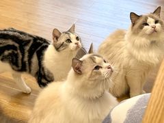 -有喵·猫咖·狗咖·30几只猫10只小狗(岗厦店)