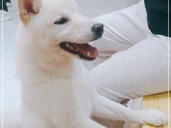 -柴源莊·柴小宠柴犬咖啡