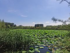 -溱湖国家湿地公园