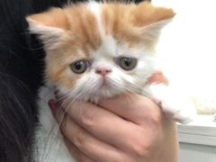 -十年猫舍·猫咪专门店(普陀店)