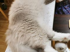 -滚猫咖啡·猫咖·猫友好撸猫(未来城店)