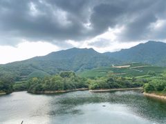 -龙坞茶村
