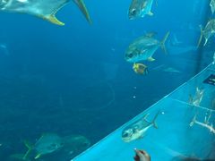 -瑞德姆美人鱼海底演艺主题餐厅(亚龙湾店)