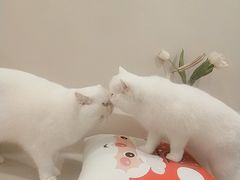 -More Fun猫咖 二十只万元加菲主题