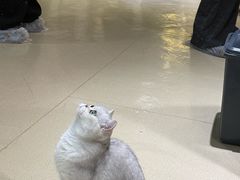 -藏猫猫咖啡主题馆(中央大道店)