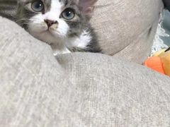 -Bastet sally猫舍购宠(静安店)