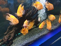 -沙沙哗啦海洋馆(华宇百花谷店)
