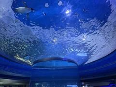 -上海海昌海洋公园