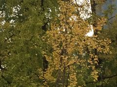 -重庆市江北嘴中央商务区中央公园