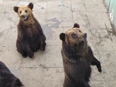 -西霞口神雕山野生动物世界