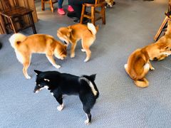 -柴源莊·柴小宠柴犬咖啡
