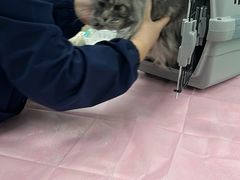 -北京观赏动物医院·24小时大型综合·猫专科·异宠专科