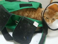 -派特宠物医院(圆融广场店)