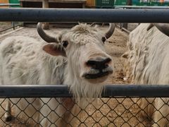 -长白岛森林公园