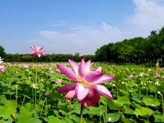 -东郊湿地公园