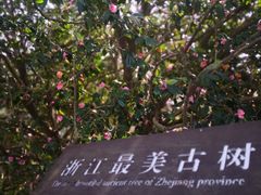 -莫干山风景区