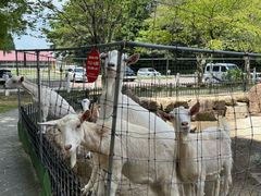 -神户市立六甲山牧场