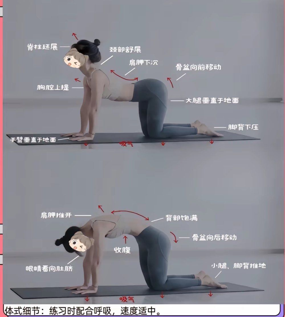 脊柱屈伸训练 猫牛式