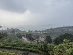 -桑洲油菜花景区