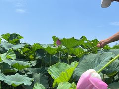 -洪湖生态旅游区