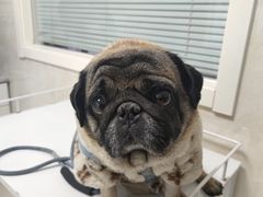 -酷宠动物医院(天通西苑店)