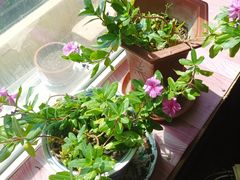 -沈阳市外国语学校