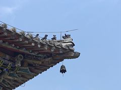 -洛阳白马寺