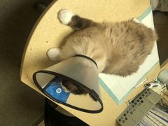 -安安宠医·安宠宠物医院