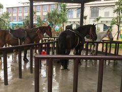 -灵玲国际马戏城