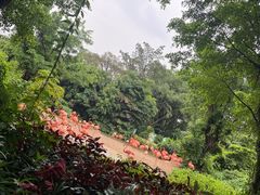 -广州长隆飞鸟乐园